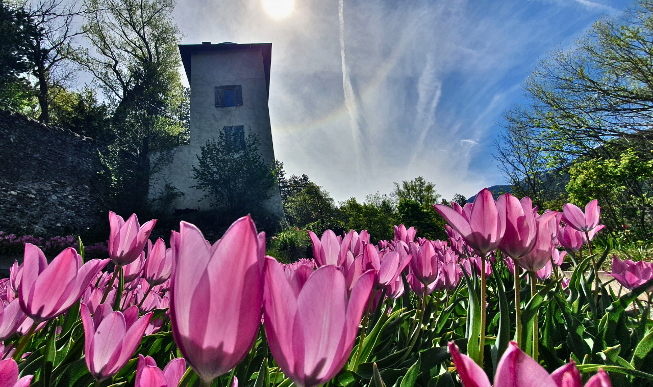 Guillestre : flânerie colorée au royaume de la tulipe