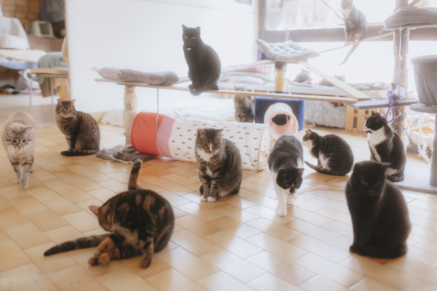 La nouvelle vie des chats d’Arvieux, de l’errance à l’adoption