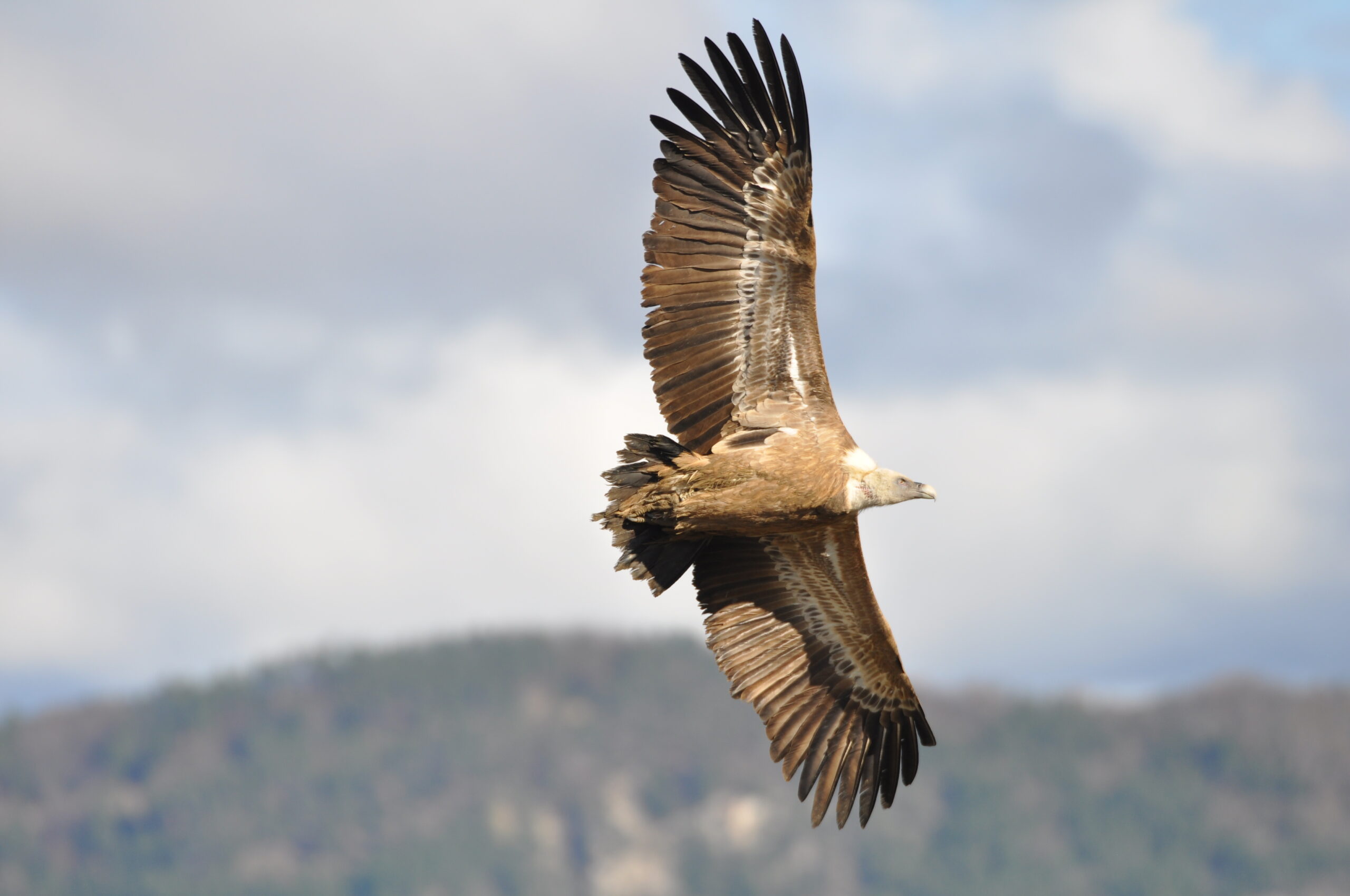 3 questions… sur les vautours légendaires des Alpes !