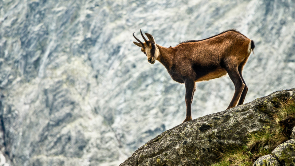 Le chamois : bientôt de retour de l’autre côté de la Vallée du Rhône ?